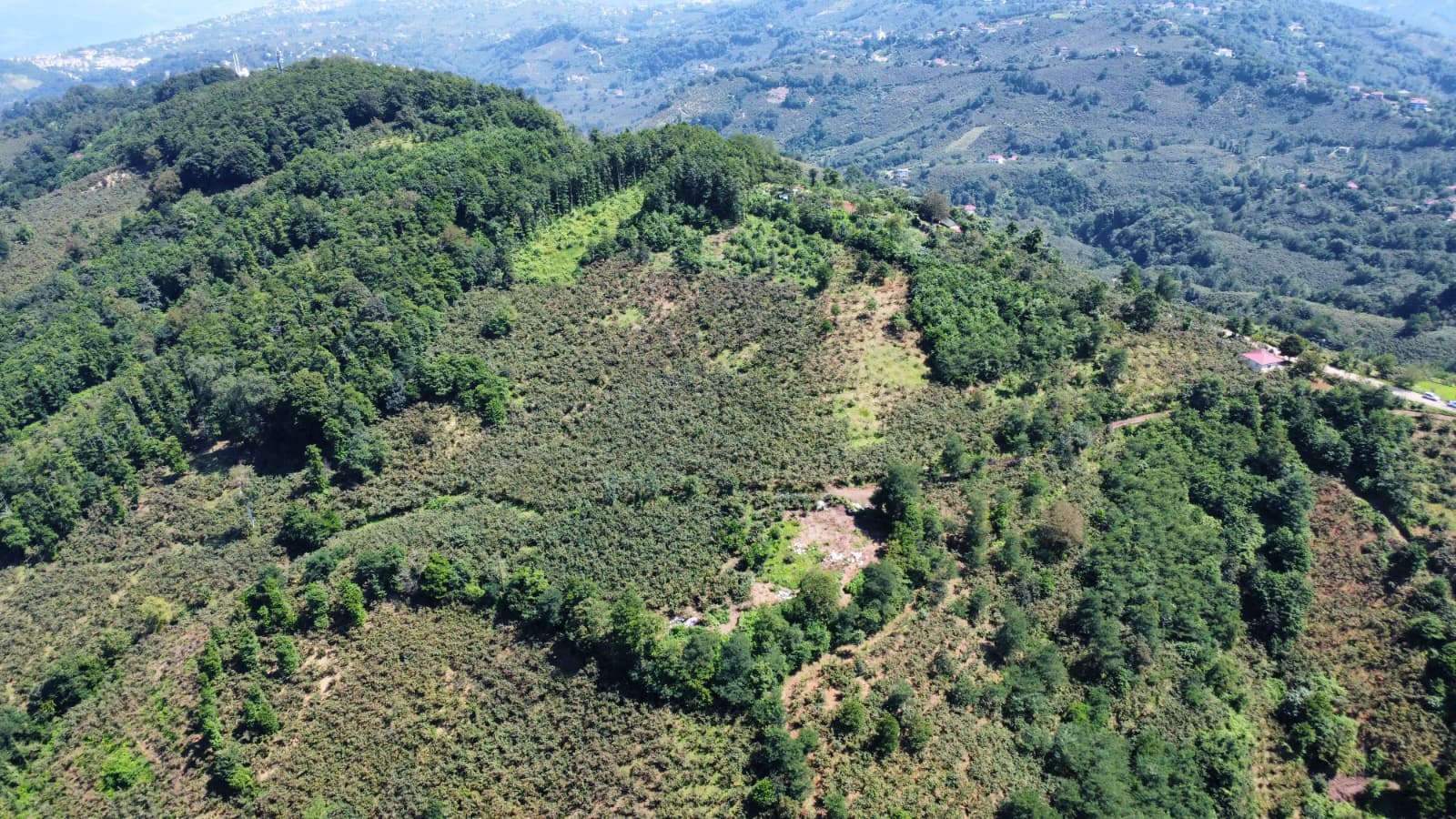 PERŞEMBE GÜZELYURTTA SATILIK 8 DÖNÜM FINDIK BAHÇESİ